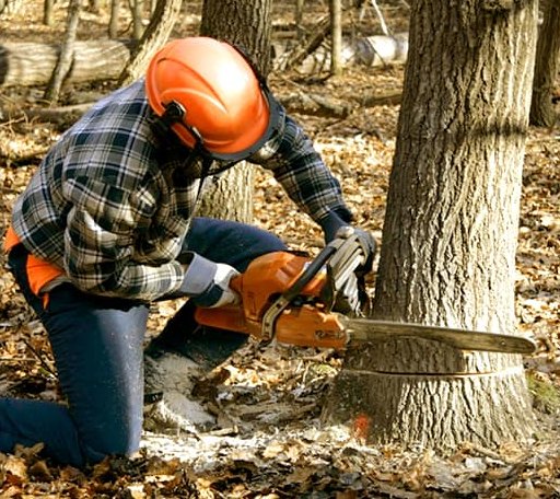 Tree Removal in Blair, WI